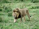 safari @ lake manyara & ngorongoro national park