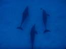 dolphins_pict1001