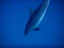 dolphins_pict1006
