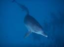 dolphins_pict1009