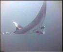 gliding with the mantas