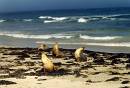  seal bay, kangaroo island